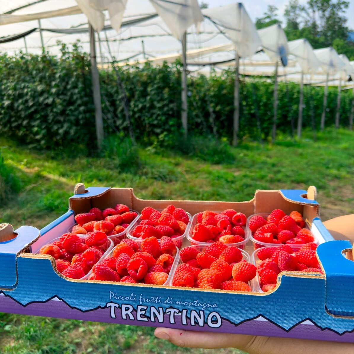 Lamponi freschi disponibili al Market Farm Agriconda