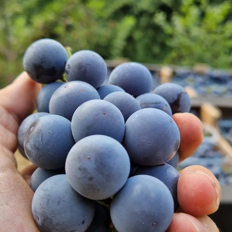 Filare di uva fragola coltivata da Agriconda