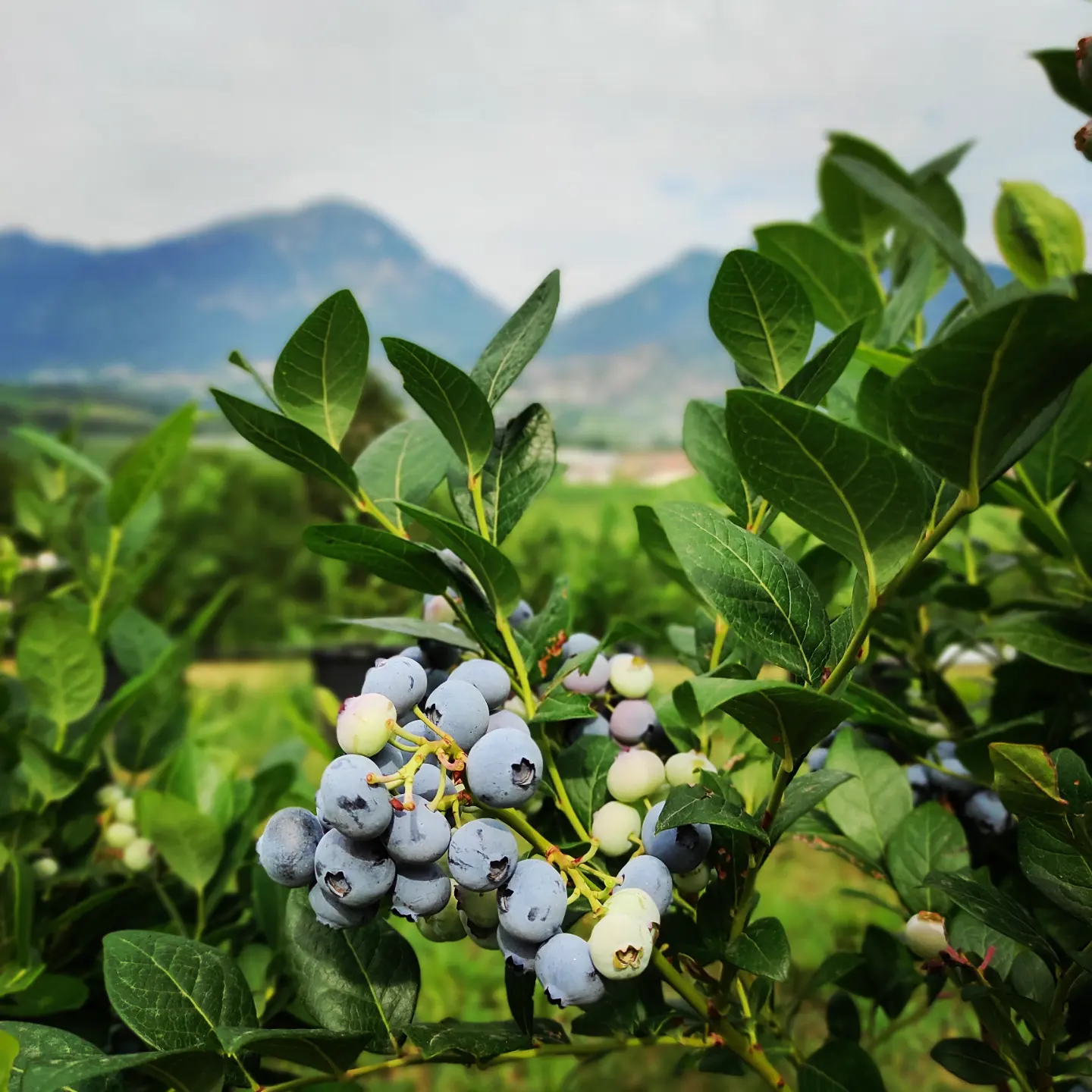 Mirtilli freschi raccolti da Agriconda