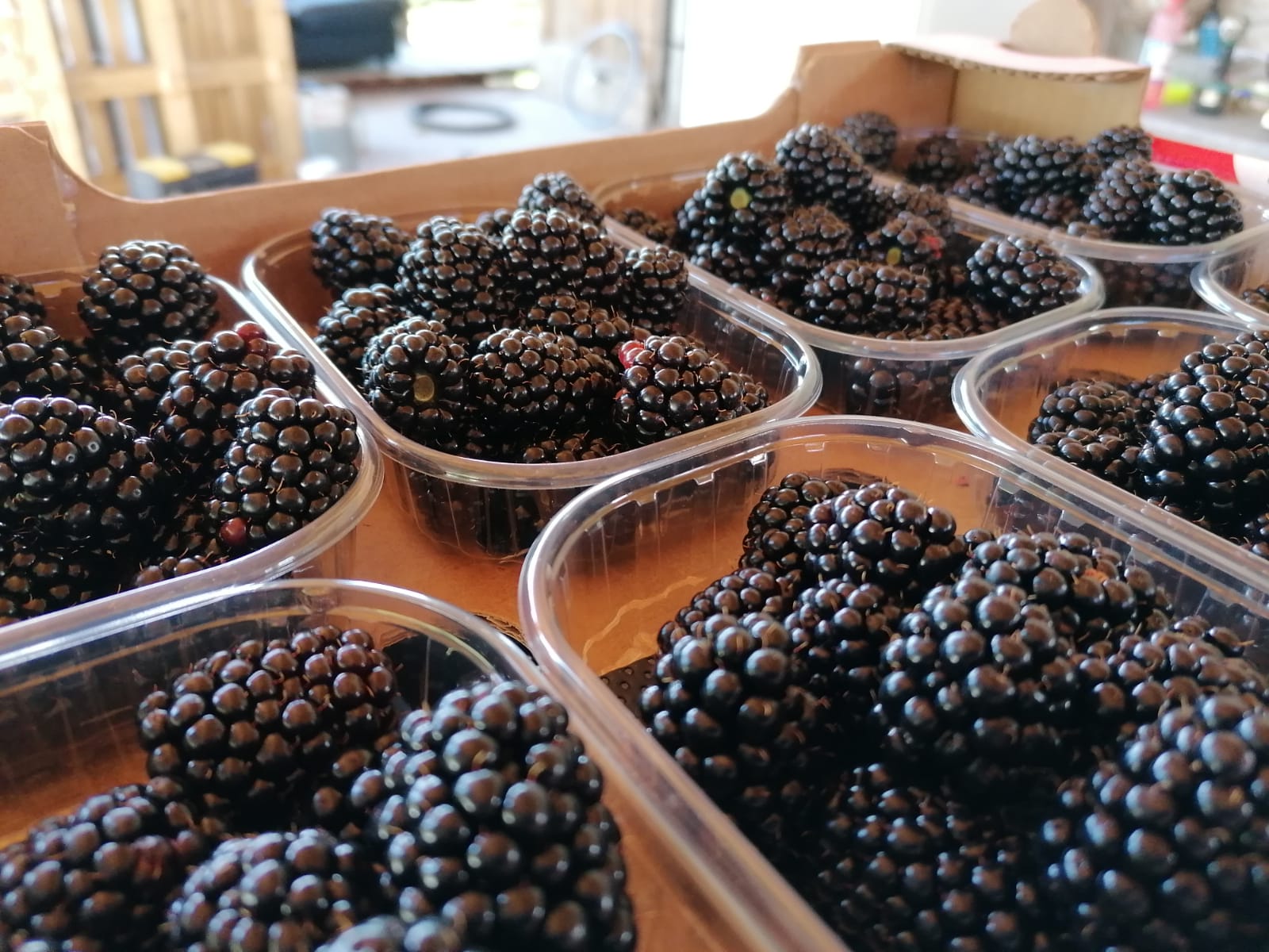 More fresche disponibili al Market Farm Agriconda