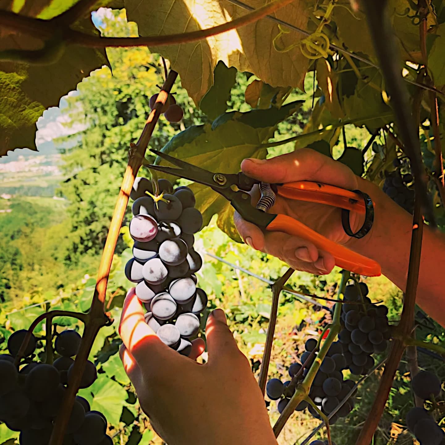 Uva fragola raccolta da Agriconda