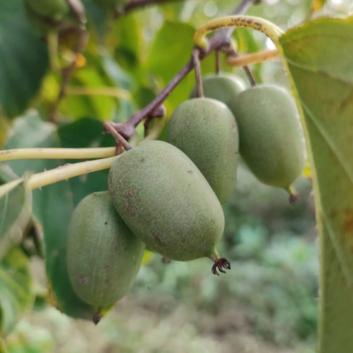 Baby kiwi freschi disponibili al Market Farm Agriconda