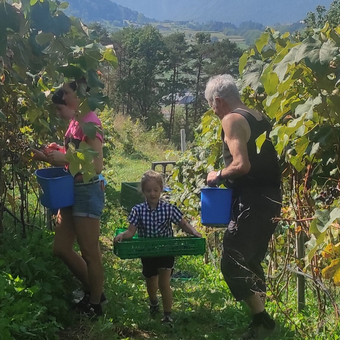 Preparazione artigianale della confettura di uva fragola Agriconda