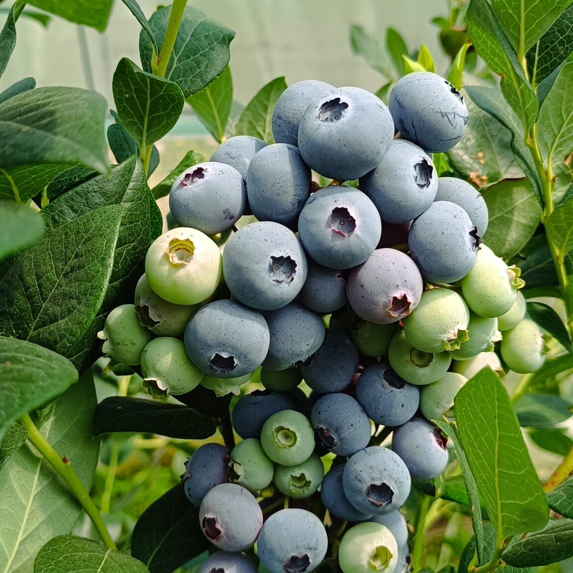 Coltivazione di mirtilli da Agriconda